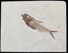 Diplomystus Fossil Fish - Wyoming #22356-1